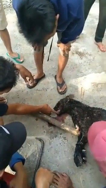 Penampakan mayat macan kumbang yang serang warga.