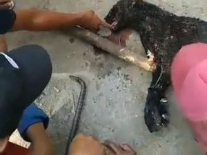Garang Macan Kumbang Tamat di Tangan Trio Pria Sumedang