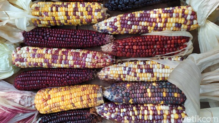 Petani asal Cianjur sukses menanam jagung pelangi yang unik