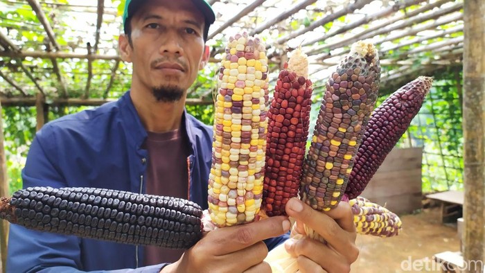 Petani asal Cianjur sukses menanam jagung pelangi yang unik