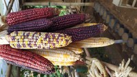 Bahkan Luki menyebut dalam beberapa tahun ini, inovasi pola tanam dengan perkawinan silang secara berkala antara jagung warna-warni ini, sudah menghasilkan 32 varietas warna. Dia menyebut setelah sukses menanam jagung pelangi, banyak yang tertarik untuk mengunjungi kebunnya, mulai dari masyarakat umum, mahasiswa, hingga peneliti.