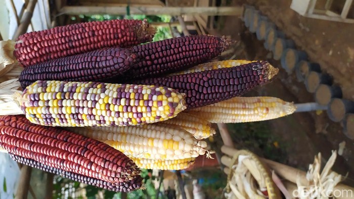 Petani asal Cianjur sukses menanam jagung pelangi yang unik