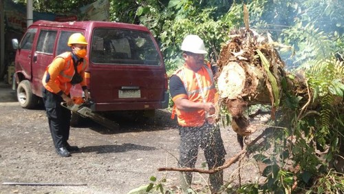 Petugas BPBD Kabupaten Karangasem saat melakukan penanganan pohon tumbang yang menimpa garase dan mobil warga, Sabtu (10/9/2022).
