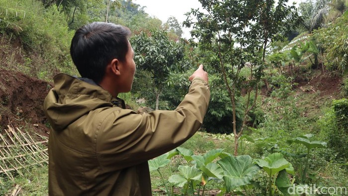 Saeful saat menunjukkan lokasi penyerangan macan kumbang