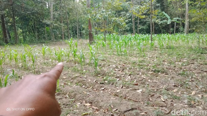 Ladang jagung di Desa Kayumas, Kecamatan Jatinom, Klaten diserang monyet.