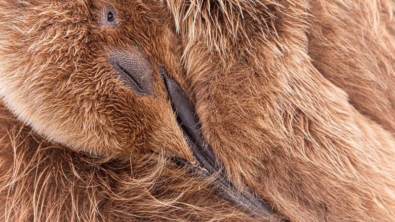 Terpukau Jawara Bird Photographer of the Year 2022