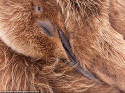 Terpukau Jawara Bird Photographer of the Year 2022