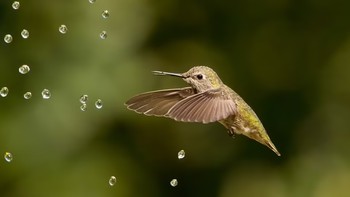 Gold Award dalam kategori usai 9-13 tahun berhasil dimenangkan oleh Parham Pourahmad. Foto ini menggambarkan burung kolibri yang sedang mandi di kota Fremont, California. Parham Pourahmad/Bird Photographer of the Year
