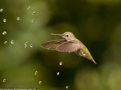 Terpukau Jawara Bird Photographer of the Year 2022