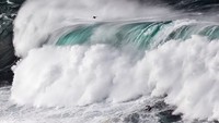 Terpukau Jawara Bird Photographer of the Year 2022