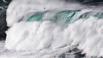 Seekor burung terlihat berjibaku diantara gelombang setinggi 8 meter di lepas pantai barat Asturias, Spanyol, Jepretan spektakuler ini diambil oleh seorang fotografer bernama Mario Suarez Porras. Mario Suarez Porras/Bird Photographer of the Year