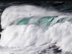Terpukau Jawara Bird Photographer of the Year 2022