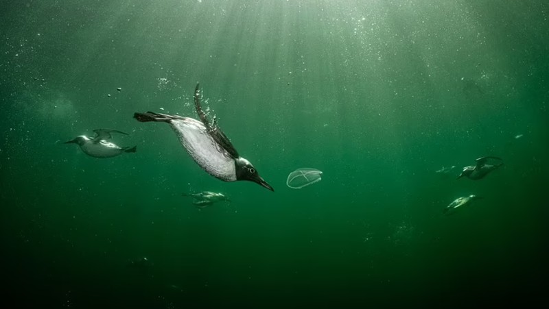 Terpukau Jawara Bird Photographer of the Year 2022