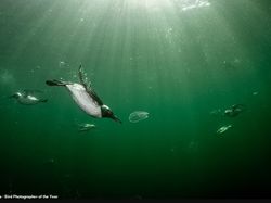 Terpukau Jawara Bird Photographer of the Year 2022