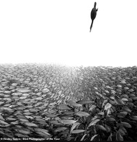 Terpukau Jawara Bird Photographer of the Year 2022