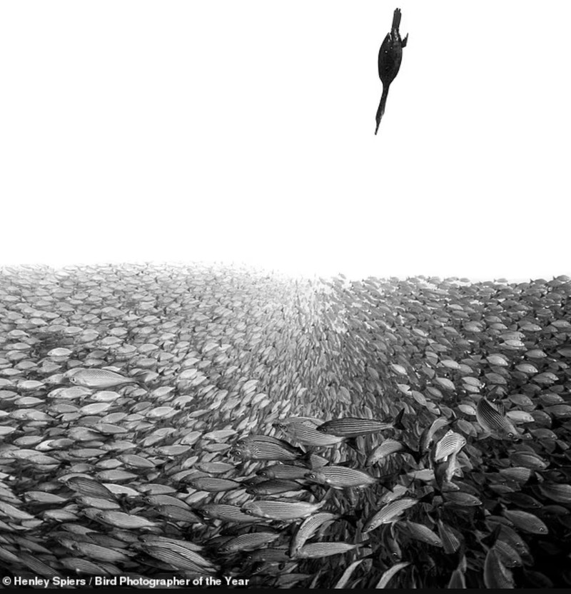 Terpukau Jawara Bird Photographer of the Year 2022