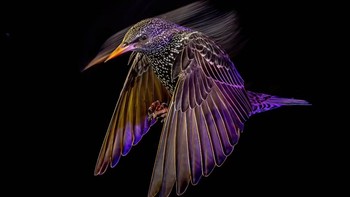 Kali ini ada seekor burung jalak yang dipotret oleh Mark Williams di Inggris. Mark Williams/Bird Photographer of the Year