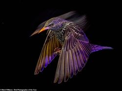 Terpukau Jawara Bird Photographer of the Year 2022