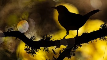 Siluet burung hitam Eurasia di Spanyol ini terlihat sangat memukau. Foto ini diambil oleh Andres Luis Dominguez Blanco. Andres Luis Dominguez Blanco/Bird Photographer of the Year