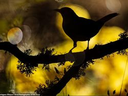 Terpukau Jawara Bird Photographer of the Year 2022