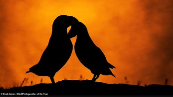 Pertama, ada dua ekor puffin Atlantik yang sedang berpelukan di Kanada. Foto ini diambil oleh fotografer asal Kanada bernama Brad James. Foto ini memenangkan silver award dalam ketegori potret terbaik. Brad James/Bird Photographer of the Year