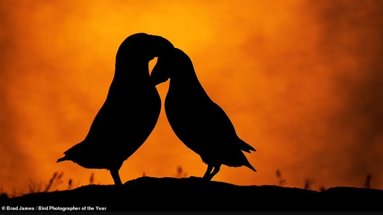 Terpukau Jawara Bird Photographer of the Year 2022