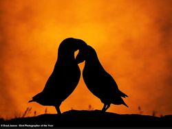 Terpukau Jawara Bird Photographer of the Year 2022