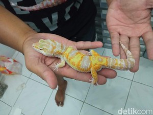 Pria di Cirebon Raup Cuan Jutaan Rupiah dari Ternak Tokek Hias