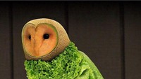 Wah, kreasi ini sungguh keren. Ada campuran buah dan sayur yang dibentuk seperti burung hantu. Kepala burung hantu dibuat dari melon, badannya dari buah semangka. Sementara kaki dan sayap nya dibuat dari sayuran hijau. Foto: momooze.com
