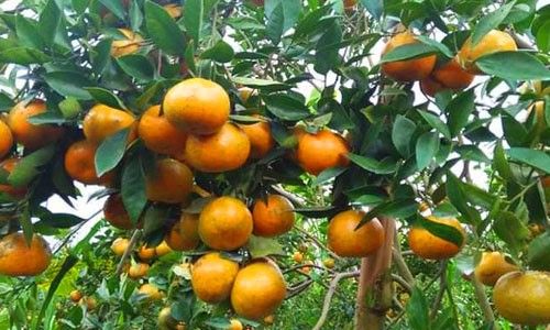 Mengenal jeruk Kintamani yang dikembangkan oleh sebagian besar penduduk di Kecamatan Kintamani, Kabupaten Bangli. Apa saja keunggulannya?