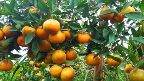 Mengenal jeruk Kintamani yang dikembangkan oleh sebagian besar penduduk di Kecamatan Kintamani, Kabupaten Bangli. Apa saja keunggulannya?