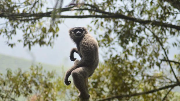 Owa Jawa yang dilepasliarkan di Cagar Alam Gunung Tilu.