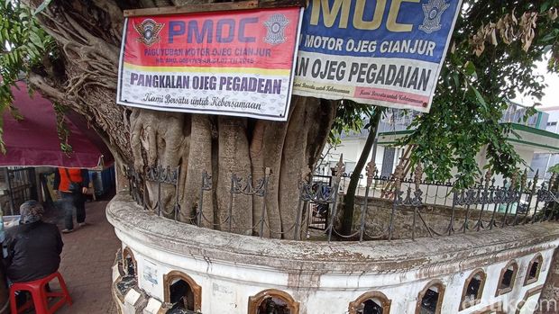 Pangguyangan badak.