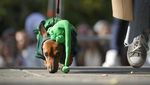 Gemesnya Anjing Dachshund Saat Ikut Parade di Rusia
