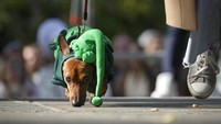 Anjing dachshund yang berpakaian seperti kurcaci.