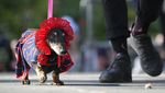 Gemesnya Anjing Dachshund Saat Ikut Parade di Rusia
