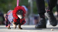Seekor anjing dachshund yang berpakaian seperti baby sister.
