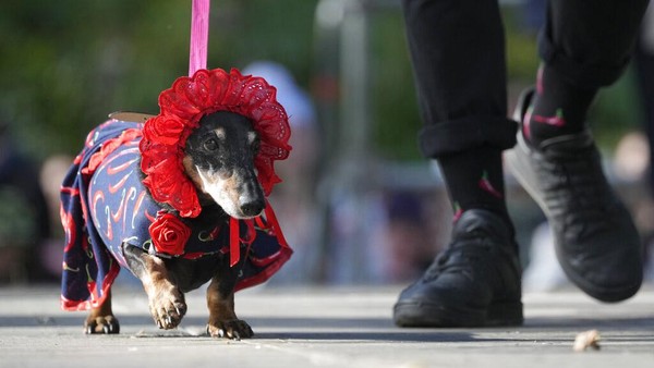 Seekor anjing dachshund yang berpakaian seperti baby sister.