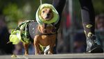 Gemesnya Anjing Dachshund Saat Ikut Parade di Rusia