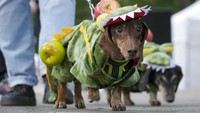 Seekor anjing dachshund memakai pakaian yang gemas serta dilengkapi buah apel di punggungnya.