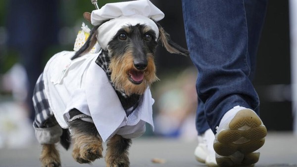 Seekor anjing yang berpakaian putih dengan topi seperti chef.