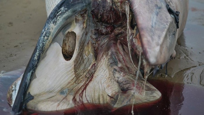 Paus Minke Terdampar di Pantai Redcar REDCAR, ENGLAND - SEPTEMBER 10: A dead Minke whale washes up onto Redcar beach on September 10, 2022 in Redcar, England. The whale is thought to have been dead for a number of days. Minke whales are the second smallest baleen whale. The two species of minke whale are the common (or northern) minke whale and the Antarctic (or southern) minke whale. Minke whales typically live between 30-50 years, but in some cases, they may live for up to 60 years. (Photo by Ian Forsyth/Getty Images)