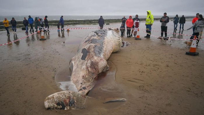 Paus Minke Terdampar di Pantai Redcar REDCAR, ENGLAND - SEPTEMBER 10: A dead Minke whale washes up onto Redcar beach on September 10, 2022 in Redcar, England. The whale is thought to have been dead for a number of days. Minke whales are the second smallest baleen whale. The two species of minke whale are the common (or northern) minke whale and the Antarctic (or southern) minke whale. Minke whales typically live between 30-50 years, but in some cases, they may live for up to 60 years. (Photo by Ian Forsyth/Getty Images)