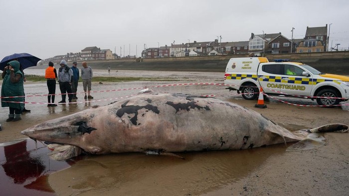 REDCAR, ENGLAND - SEPTEMBER 10: A dead Minke whale washes up onto Redcar beach on September 10, 2022 in Redcar, England. The whale is thought to have been dead for a number of days. Minke whales are the second smallest baleen whale. The two species of minke whale are the common (or northern) minke whale and the Antarctic (or southern) minke whale. Minke whales typically live between 30-50 years, but in some cases, they may live for up to 60 years. (Photo by Ian Forsyth/Getty Images)