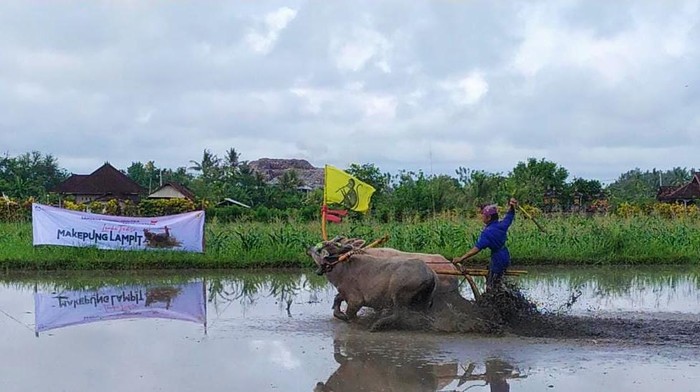 Tradisi Makepung Lampit digelar Sanggar Makepung Jembrana, di lahan sawah Banjar Peh, Desa Kaliakah, Kecamatan Negara, Jembrana, Bali, Minggu (11/9/2022).