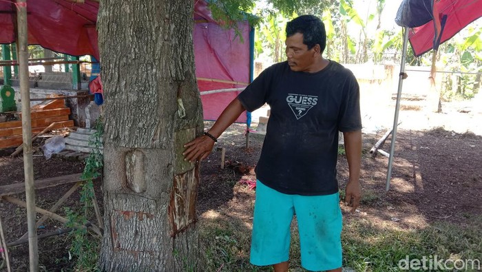 Tradisi unik warga Indramayu yang suka mengambil kulit pohon asem