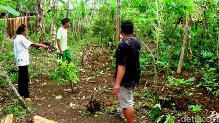 Warga menunjukkan lokasi kemunculan babi hutan di Banjarnegara, Minggu (11/9/2022).