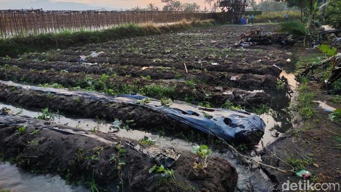Banjir sebabkan petani di Tasikmalaya terancam gagal panen.