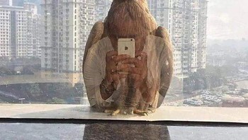Burung selfie. Foto: Boredpanda