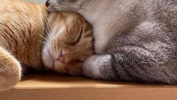 Memakan kucing. Foto: Boredpanda